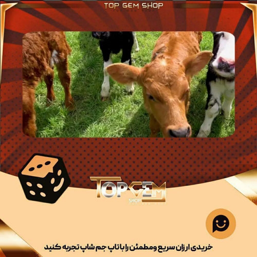 خرید آیتم بنر Fluffy cows بازی پلاتو